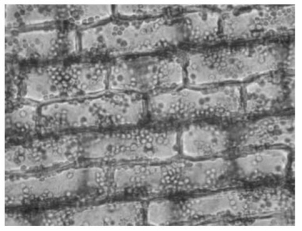 <strong> Figure 28.1 Which of the following statements about the cells shown in the photograph in Figure 28.1 is true?</strong> A)They are parenchyma cells. B)They are photosynthetic. C)They are usually found in roots. D)They are phloem cells. E)They are parenchyma cells and photosynthetic.