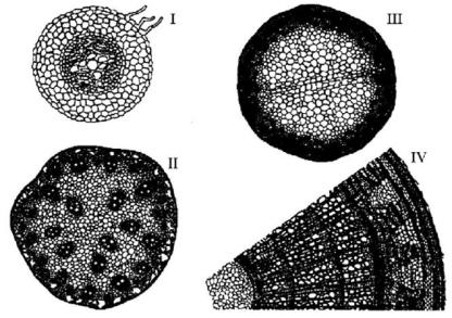 <strong> Figure 28.2 A monocot stem is represented in Figure 28.2 by</strong> A)I only. B)II only. C)III only. D)IV only. E)both I and III.