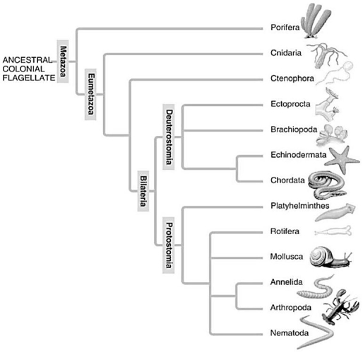 A: Morphological phylogeny. B: Molecular phylogeny. -Which of the following is a point of conflict between the phylogenetic analyses presented in these two figures?