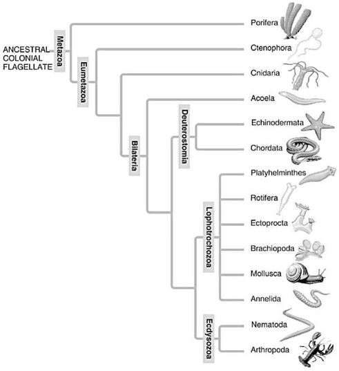 A: Morphological phylogeny. B: Molecular phylogeny. -Which of the following is a point of conflict between the phylogenetic analyses presented in these two figures?
