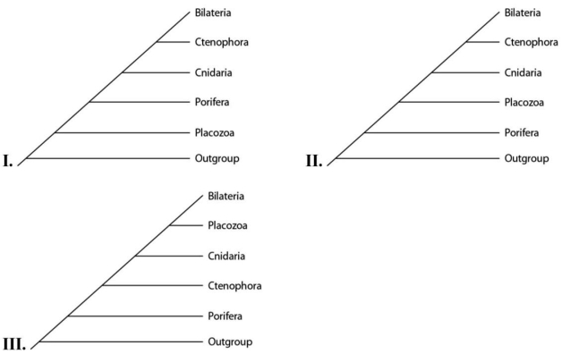 Please use the following information to answer the questions below. Placozoan evolutionary relationships to other animals are currently unclear,and different phylogenies can be created,depending on the characters used to infer relatedness.Placozoans are multicellular invertebrates with a simple structure of only two tissue layers and only four cell types.They have the smallest amount of DNA measured in any animal.In comparison,sponges have no tissues but about 20 cell types.One species of placozoans,Tp (Trichoplax adhaerens),produces a neuropeptide almost identical to one found in cnidarians.The genome of Tp,although the smallest of any known animal,shares many features of complex eumetazoan (even human!)genomes.The next three questions refer to the phylogenetic trees that follow.In the trees,the outgroup is a taxon that is outside the group of interest;members of the group of interest are more closely related to one another than to the outgroup. -Which tree(s)has (have)been created by emphasizing genomic features of placozoans?
