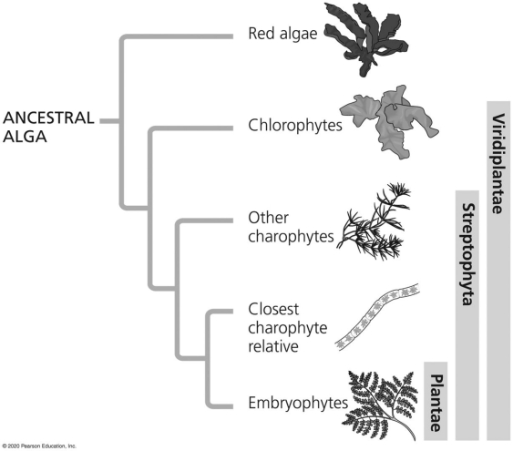 <strong> Figure 26.5 Using Figure 26.5,which of the following taxonomic groups from the list below would you expect to have a genome with DNA sequences most similar to the Plantae?</strong> A)other charophytes B)chlorophytes C)red algae D)ancestral Alga