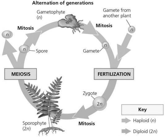 The following question refers to the generalized life cycle for land plants shown in the figure. -In the figure,which structure produces haploid gametes by mitosis?