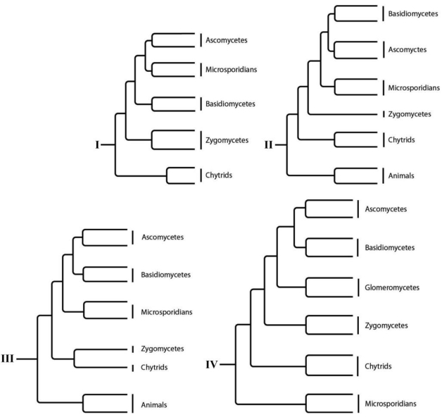 The following question(s)refer to the phylogenetic trees. -Which tree depicts all of the currently recognized major groups of fungi?
