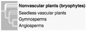 What is true of the phylogenetic tree in the figure? 1)It depicts uncertainty about whether the bryophytes or the vascular plants evolved first. 2)It is hypothetical. 3)It shows that ferns are the closest living relatives to the seed plants. 4)It indicates that seeds are a shared ancestral character of all vascular plants.