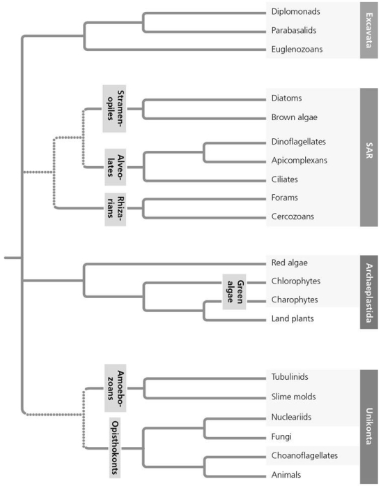 <strong>Based on the phylogenetic tree in the figure given below,which of the following statements is correct? </strong> A)The most recent common ancestor of Excavata is older than that of SAR. B)The most recent common ancestor of red algae and plants is older than that of nucleariids and fungi. C)The most basal (first to diverge)eukaryotic supergroup cannot be determined. D)Excavata is the most basal eukaryotic supergroup.