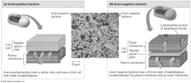 <strong> The predatory bacterium Bdellovibrio bacteriovorus drills into a prey bacterium and,once inside,digests it.When the predatory bacterium attacks the gram-negative bacterium,what are the first structures penetrated by B.bacteriovorus on its way into the prey's cytoplasm?</strong> A)lipopolysaccharides and an outer membrane B)peptidoglycan layer and plasma membrane C)lipopolysaccharides and plasma membrane D)fimbriae and peptidoglycan layer