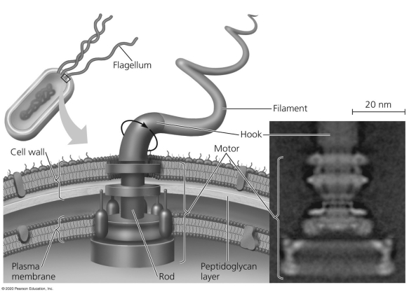 <strong>Which portion of a typical prokaryotic flagellum is embedded in the cell wall and plasma membrane? </strong> A)a hook B)a complex motor C)a filament D)a pili