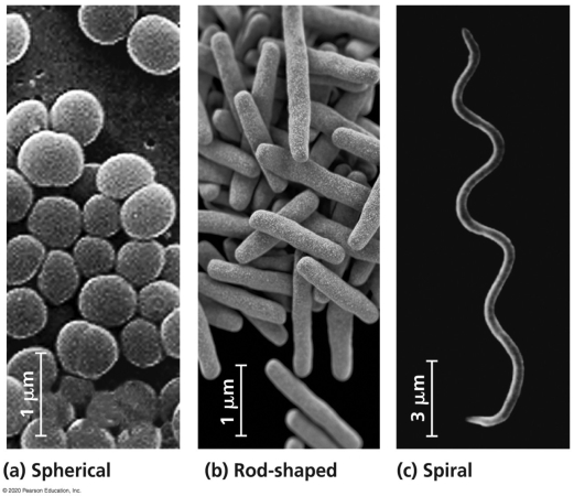 <strong> Which photograph in the figure shows the cellular structure observed in species such as Staphylococcus epidermis,Staphylococcus aureus,and Streptococcus pneumoniae?</strong> A)spherical B)rod-Shaped C)spiral