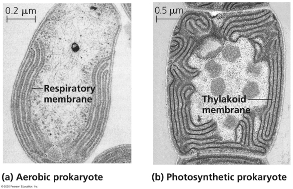 <strong> Two prokaryotes are shown in the figure that have additional cellular membranes within the plasma membrane.What functions could the respiratory membranes and the thylakoid membranes provide?</strong> A)These are both autotrophic evolutionary adaptations to allow organic molecule production. B)The respiratory membrane allows a functional electron transport chain and oxidative phosphorylation of ATP. C)The thylakoid membrane allows the fixation of CO<sub>2 </sub>during the Calvin Cycle. D)The respiratory membrane provides a location to conduct the citric acid cycle.