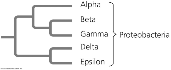 <strong> Which pair of proteobacterial subgroups shown in the figure are most closely related through evolution?</strong> A)alpha and beta B)beta and gamma C)gamma and delta D)epsilon and beta