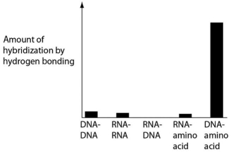 <strong>Several scientific laboratories across the globe are performing research concerning the origin of life on Earth.Suppose one of these laboratories conducts abiotic experiment(s)to test the potential for hydrogen bonding between various nucleic acids and amino acids.Which of the following results of such experiments are most consistent with our current understanding of Earth's first genetic systems?</strong> A) B) C) D)