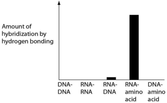 <strong>Several scientific laboratories across the globe are performing research concerning the origin of life on Earth.Suppose one of these laboratories conducts abiotic experiment(s)to test the potential for hydrogen bonding between various nucleic acids and amino acids.Which of the following results of such experiments are most consistent with our current understanding of Earth's first genetic systems?</strong> A) B) C) D)