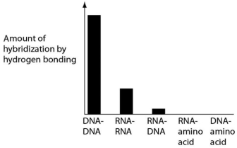 <strong>Several scientific laboratories across the globe are performing research concerning the origin of life on Earth.Suppose one of these laboratories conducts abiotic experiment(s)to test the potential for hydrogen bonding between various nucleic acids and amino acids.Which of the following results of such experiments are most consistent with our current understanding of Earth's first genetic systems?</strong> A) B) C) D)