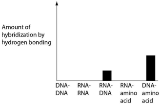 <strong>Several scientific laboratories across the globe are performing research concerning the origin of life on Earth.Suppose one of these laboratories conducts abiotic experiment(s)to test the potential for hydrogen bonding between various nucleic acids and amino acids.Which of the following results of such experiments are most consistent with our current understanding of Earth's first genetic systems?</strong> A) B) C) D)