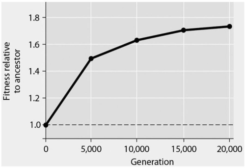 <strong>Please use the following information to answer the question(s)below. In Figure 24.1,data are presented from an eight-year experiment in which 12 populations of Escherichia coli,each begun from a single cell,were grown in low-glucose conditions for 20,000 generations.Each culture was introduced to fresh growth medium every 24 hours.Occasionally,samples were removed from the populations,and their fitness in low-glucose conditions was tested against that of members sampled from the ancestral (common ancestor)E.coli population. Figure 24.1 If the vertical axis of Figure 24.1 refers to Darwinian fitness, then which of the following is the most valid and accurate measure of fitness?</strong> A)number of offspring or close kin that survive to reproductive age B)amount of ATP generated per cell per unit time C)average swimming speed of cells through the growth medium D)amount of glucose synthesized per unit time E)number of generations per unit time