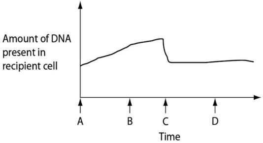 <strong>Figure 24.2 depicts changes to the amount of DNA present in a recipient cell that is engaged in conjugation with an Hfr cell.Hfr cell DNA begins entering the recipient cell at time A.Assume that reciprocal crossing over occurs (in other words,a fragment of the recipient's chromosome is exchanged for a homologous fragment from the Hfr cell's DNA).Use Figure 24.2 to answer the following question(s). Figure 24.2 What is occurring at time C that is decreasing the DNA content?</strong> A)crossing over B)cytokinesis C)meiosis D)degradation of DNA that was not retained in the recipient's chromosome E)reversal of the direction of conjugation