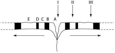 <strong>Please use the following information to answer the questions below. Figure 23.1 represents a cross section of the seafloor through a mid-ocean rift valley,with alternating patches of black and white indicating seafloor with reversed magnetic polarities.At the arrow labeled I (the rift valley),the igneous rock of the seafloor is so young that it can be accurately dated using carbon-14 dating.At the arrow labeled III,however,the igneous rock is about 1 million years old,and potassium-40 dating is typically used to date such rocks.Note: The horizontal arrows indicate the direction of seafloor spreading,away from the rift valley. Figure 23.1 If a particular marine organism is fossilized in the sediments immediately overlying the igneous rock at the arrow labeled II,at which other location(s),labeled A-E,would a search be most likely to find more fossils of this organism?</strong> A)B only B)C only C)D only D)B and C