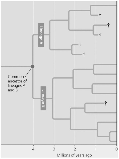 <strong> This evolutionary tree shows the influence of speciation and extinction on the diversity of life.After 2 million years,lineage A had a(n)________ rate of speciation and ________ extinction rates compared to lineage B.</strong> A)higher;lower B)lower;higher C)increased;decreased D)improved;enhanced