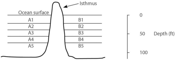 Please use the following information to answer the questions below. In the ocean,on either side of the Isthmus of Panama,are 30 species of snapping shrimp;some are shallow-water species,and others are adapted to deep water.There are 15 species on the Pacific side and 15 different species on the Atlantic side.The Isthmus of Panama started rising about 10 million years ago. In Figure 22.1,the isthmus separates the Pacific Ocean on the left (side from the Atlantic Ocean on the right (side B).The seawater on either side of the isthmus is separated into five depth habitats (15),with 1 being the shallowest.    Figure 22.1 -In which habitat should you find snapping shrimp most closely related to shrimp that live in habitat A4?