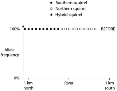 <strong>In a hypothetical situation,the National Park Service,which administers Grand Canyon National Park in Arizona,builds a footbridge over the Colorado River at the bottom of the canyon.The footbridge permits migration to occur between populations of two closely related antelope squirrels.Previously,one type of squirrel had been restricted to the terrain south of the river,and the other type had been restricted to terrain on the north side of the river.Immediately before and 10 years after the bridge's completion,researchers collected 10 antelope squirrels from both sides of the river,took blood samples,and collected frequencies of alleles unique to the two types of antelope squirrels (see the graphs in Figures 22.2 and 22.3). Figure 22.2 Figure 22.3 The data in these graphs indicate that</strong> A)a hybrid zone was established after the completion of the bridge. B)there was no migration between the two squirrel populations after the bridge was completed. C)gene flow occurred from one type of squirrel into the gene pool of the other type of squirrel. D)two-way migration of squirrels occurred across the bridge,but without hybridization. E)some northern squirrels migrated south,but no southern squirrels migrated north across the bridge.