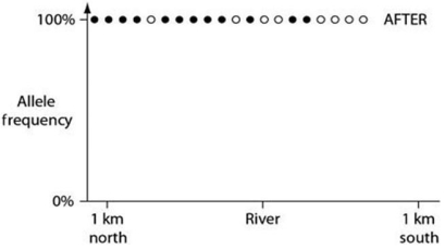 <strong>In a hypothetical situation,the National Park Service,which administers Grand Canyon National Park in Arizona,builds a footbridge over the Colorado River at the bottom of the canyon.The footbridge permits migration to occur between populations of two closely related antelope squirrels.Previously,one type of squirrel had been restricted to the terrain south of the river,and the other type had been restricted to terrain on the north side of the river.Immediately before and 10 years after the bridge's completion,researchers collected 10 antelope squirrels from both sides of the river,took blood samples,and collected frequencies of alleles unique to the two types of antelope squirrels (see the graphs in Figures 22.2 and 22.3). Figure 22.2 Figure 22.3 The data in these graphs indicate that</strong> A)a hybrid zone was established after the completion of the bridge. B)there was no migration between the two squirrel populations after the bridge was completed. C)gene flow occurred from one type of squirrel into the gene pool of the other type of squirrel. D)two-way migration of squirrels occurred across the bridge,but without hybridization. E)some northern squirrels migrated south,but no southern squirrels migrated north across the bridge.