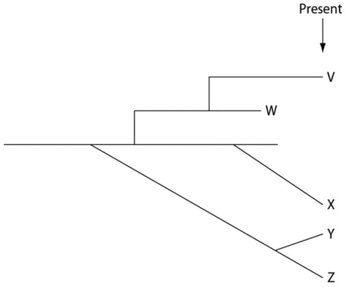 <strong>The following questions refer to the evolutionary tree in Figure 22.4,whose horizontal axis represents time (present time is on the far right)and whose vertical axis represents morphological change. Figure 22.4 Which of these five species is the extant (that is,not extinct)species that is most closely related to species X,and why is this so?</strong> A)V;shared a common ancestor with X most recently B)W;shared a common ancestor with X most recently C)Y;arose before X D)Z;shared a common ancestor with X