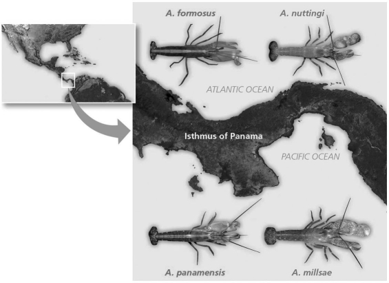 <strong> Figure 22.5 Which of the following is evidence for allopatric speciation by the formation of the Isthmus of Panama?</strong> A)One species of the sister species lives on the Pacific side. B)Genetic analyses indicate time of origin. C)Sister species diverge first. D)Coordination of geological evidence demonstrated species divergence.