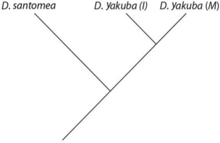 <strong>Which of these evolutionary trees represents the situation described in the paragraph? (Note: D.yakuba (I)represents the island population,and D.yakuba (M)represents the mainland population. )</strong> A) B) C) D)