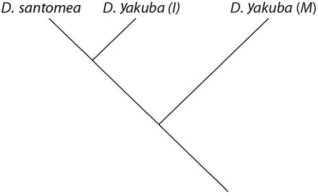 <strong>Which of these evolutionary trees represents the situation described in the paragraph? (Note: D.yakuba (I)represents the island population,and D.yakuba (M)represents the mainland population. )</strong> A) B) C) D)