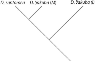 <strong>Which of these evolutionary trees represents the situation described in the paragraph? (Note: D.yakuba (I)represents the island population,and D.yakuba (M)represents the mainland population. )</strong> A) B) C) D)