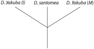 <strong>Which of these evolutionary trees represents the situation described in the paragraph? (Note: D.yakuba (I)represents the island population,and D.yakuba (M)represents the mainland population. )</strong> A) B) C) D)