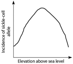 <strong>Anopheles mosquitoes,which carry the malaria parasite,cannot live above elevations of 5,900 feet.In addition,oxygen availability decreases with higher altitude.Consider a hypothetical human population that is adapted to life on the slopes of Mt.Kilimanjaro in Tanzania,a country in equatorial Africa.Mt.Kilimanjaro's base is about 2,600 feet above sea level,and its peak is 19,341 feet above sea level.If the incidence of the sickle-cell allele in the population is plotted against altitude (feet above sea level),which of the following distributions is most likely,assuming little migration of people up or down the mountain?</strong> A) B) C) D)