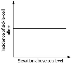 <strong>Anopheles mosquitoes,which carry the malaria parasite,cannot live above elevations of 5,900 feet.In addition,oxygen availability decreases with higher altitude.Consider a hypothetical human population that is adapted to life on the slopes of Mt.Kilimanjaro in Tanzania,a country in equatorial Africa.Mt.Kilimanjaro's base is about 2,600 feet above sea level,and its peak is 19,341 feet above sea level.If the incidence of the sickle-cell allele in the population is plotted against altitude (feet above sea level),which of the following distributions is most likely,assuming little migration of people up or down the mountain?</strong> A) B) C) D)