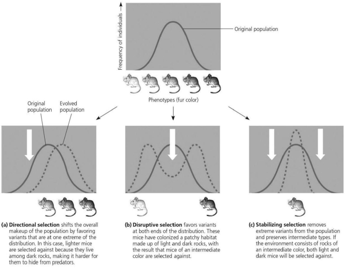 Please use the following information to answer the question(s)below. -Examining the figure,which type of selection has two peaks of frequency of individuals?