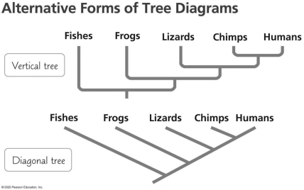<strong>What is true about this phylogenetic tree? </strong> A)Fish are equally related to frogs,lizards,chimps and humans. B)Fish share a common ancestor with frogs but not with lizards,chimps,or humans. C)Fish are more closely related to grogs than any other groups shown. D)Chimps and humans have been evolving for the same amount of time.