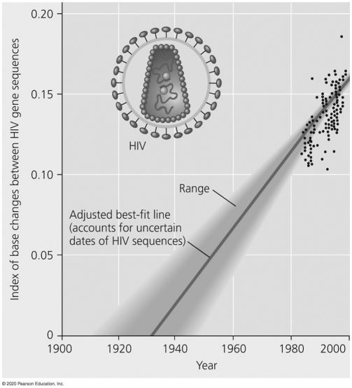 <strong>Researchers obtained the data depicted here by sampling human blood containing HIV and then isolating and sequencing genes within the human immunodeficiency virus's DNA.What does the line and shaded area that intersect the x-axis represent? </strong> A)an index of natural selection on the HIV genes studied B)an index of mutations within gene regions of HIV that are unrelated to the success of the virus (such as how virulent it is or how well it reproduces within its human hosts) C)a measurement of changes between HIV gene sequences,specifically on genes important for the replication,reproduction,and spreading of the virus D)a prediction of when HIV first infected humans,based on the theory that neutral DNA mutations to non-protein coding sections of the HIV genome have accumulated in a consistent manner over time.