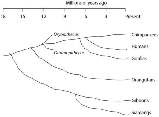 <strong> Figure 20.2 Using the phylogeny drawn in Figure 20.2,taken together,the lesser apes (gibbons and siamangs)and great apes (chimpanzees,gorillas,and orangutans)shared a common ancestor most recently with other members of their</strong> A)order,about 17 million years ago. B)genus,about 6 million years ago. C)family,about 13 million years ago. D)subfamily,about 7 million years ago.