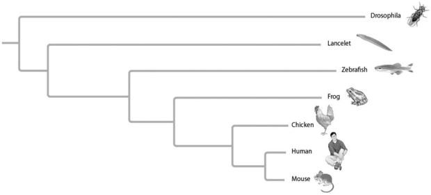 <strong> Figure 20.3 In Figure 20.3,phylogeny branch lengths represent genetic changes.Which organism on the tree has undergone the most genetic changes since divergence from common ancestor?</strong> A)mouse B)human C)chicken D)Drosophila