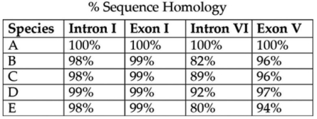 <strong>This question refers to Table 20.1,which compares the % sequence homology of four different parts (two introns and two exons)of a gene found in five different eukaryotic species.Each part is numbered to indicate its distance from the promoter (for example,intron I is the one closest to the promoter).The data reported for species A were obtained by comparing DNA from one member of species A to the DNA of another member of species A. Table 20.1 Based on the tabular data,and assuming that time advances vertically,which cladogram (a type of phylogenetic tree)is the most likely depiction of the evolutionary relationships among these five species?</strong> A) B) C) D)