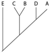 <strong>This question refers to Table 20.1,which compares the % sequence homology of four different parts (two introns and two exons)of a gene found in five different eukaryotic species.Each part is numbered to indicate its distance from the promoter (for example,intron I is the one closest to the promoter).The data reported for species A were obtained by comparing DNA from one member of species A to the DNA of another member of species A. Table 20.1 Based on the tabular data,and assuming that time advances vertically,which cladogram (a type of phylogenetic tree)is the most likely depiction of the evolutionary relationships among these five species?</strong> A) B) C) D)