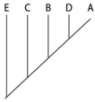 <strong>This question refers to Table 20.1,which compares the % sequence homology of four different parts (two introns and two exons)of a gene found in five different eukaryotic species.Each part is numbered to indicate its distance from the promoter (for example,intron I is the one closest to the promoter).The data reported for species A were obtained by comparing DNA from one member of species A to the DNA of another member of species A. Table 20.1 Based on the tabular data,and assuming that time advances vertically,which cladogram (a type of phylogenetic tree)is the most likely depiction of the evolutionary relationships among these five species?</strong> A) B) C) D)