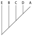 <strong>This question refers to Table 20.1,which compares the % sequence homology of four different parts (two introns and two exons)of a gene found in five different eukaryotic species.Each part is numbered to indicate its distance from the promoter (for example,intron I is the one closest to the promoter).The data reported for species A were obtained by comparing DNA from one member of species A to the DNA of another member of species A. Table 20.1 Based on the tabular data,and assuming that time advances vertically,which cladogram (a type of phylogenetic tree)is the most likely depiction of the evolutionary relationships among these five species?</strong> A) B) C) D)
