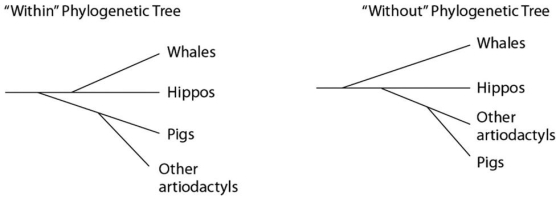 <strong>Please use the following information to answer the questions below. Traditionally,whales and hippopotamuses have been classified in different orders,the Cetacea and the Artiodactyla,respectively.Recent molecular evidence,however,indicates that the whales' closest living relatives are the hippos.This has caused some zoologists to lump the two orders together into a single clade,the Cetartiodactyla.There is no consensus on whether the Cetartiodactyla should be accorded order status or superorder status.This is because it remains unclear whether the whale lineage diverged from the lineage leading to the hippos before or after the other members of the order Artiodactyla (pigs,camels,etc. )diverged (see Figure 20.5). Figure 20.5 What can be properly inferred from Figure 20.5?</strong> A)In the without tree,pigs are more distantly related to hippos than is depicted in the within tree. B)In the without tree,pigs are more closely related to hippos than are whales. C)In the within tree,pigs are more closely related to whales than they are to hippos. D)The without tree is more consistent with molecular evidence than is the within tree.