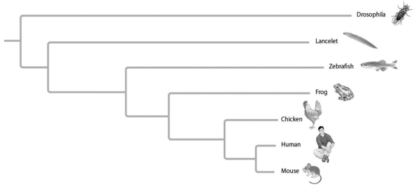 <strong>The relative lengths of the frog and mouse branches in the phylogenetic tree in the figure below indicate that Figure 20.7</strong> A)frogs evolved before mice. B)mice evolved before frogs. C)the homolog has evolved more rapidly in mice. D)the homolog has evolved more slowly in mice.