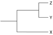 <strong>Currently,two extant elephant species (X and Y)are placed in the genus Loxodonta,and a third species (Z)is placed in the genus Elephas.Assuming this classification reflects evolutionary relatedness,which of the following is the most accurate phylogenetic tree?</strong> A) B) C) D)