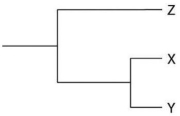 <strong>Currently,two extant elephant species (X and Y)are placed in the genus Loxodonta,and a third species (Z)is placed in the genus Elephas.Assuming this classification reflects evolutionary relatedness,which of the following is the most accurate phylogenetic tree?</strong> A) B) C) D)