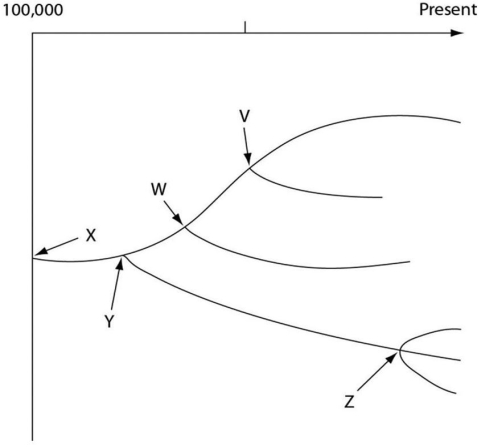 <strong>Examine the evolutionary tree.The horizontal axis of the cladogram depicted below is a timeline that extends from 100,000 years ago to the present;the vertical axis represents nothing in particular.The labeled branch points on the tree (V-Z)represent various common ancestors.Let's say that only since 50,000 years ago has there been enough variation between the lineages depicted here to separate them into distinct species,and only the tips of the lineages on this tree represent distinct species. Which pair would probably have agreed with the process that is depicted by this tree?</strong> A)Cuvier and Lamarck B)Lamarck and Wallace C)Aristotle and Lyell D)Wallace and Linnaeus