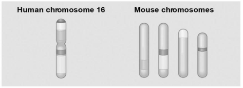 <strong> The figure above shows a diagram of blocks of genes on human chromosome 16 and the locations of blocks of similar genes on four chromosomes of the mouse.What does the movement of these blocks in the genomes suggest?</strong> A)During evolutionary time,these sequences have separated and have returned to their original positions. B)DNA sequences within these blocks have become increasingly divergent. C)Sequences represented have duplicated at least three times. D)Chromosomal translocations have moved blocks of sequences to other chromosomes.