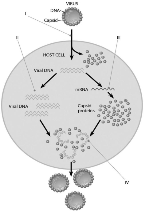 -In the figure above,at the arrow marked II,what enzyme is being utilized?